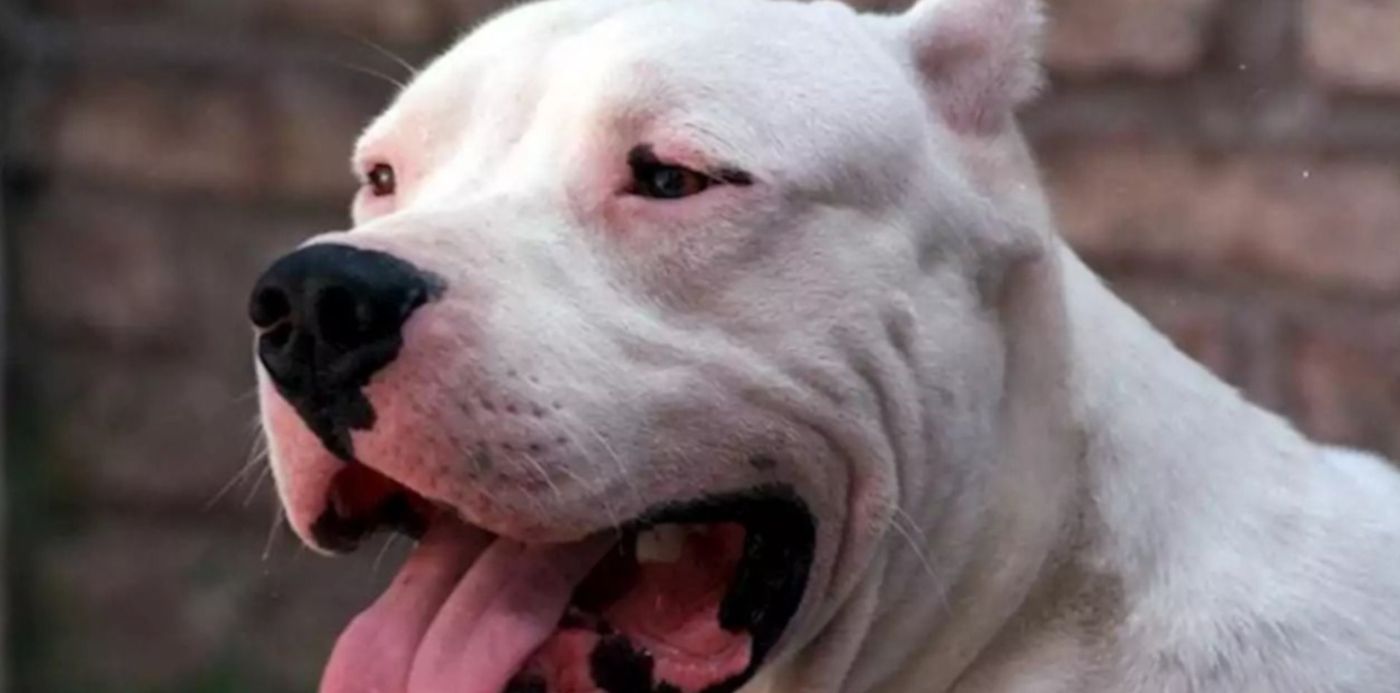 Dogo Argentino