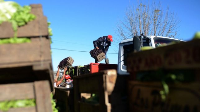 productores de la plata donaron diez toneladas de verdura a hospitales y comedores