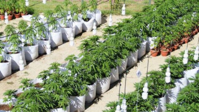 diputados avanza con el proyecto que regula la produccion de cannabis medicinal