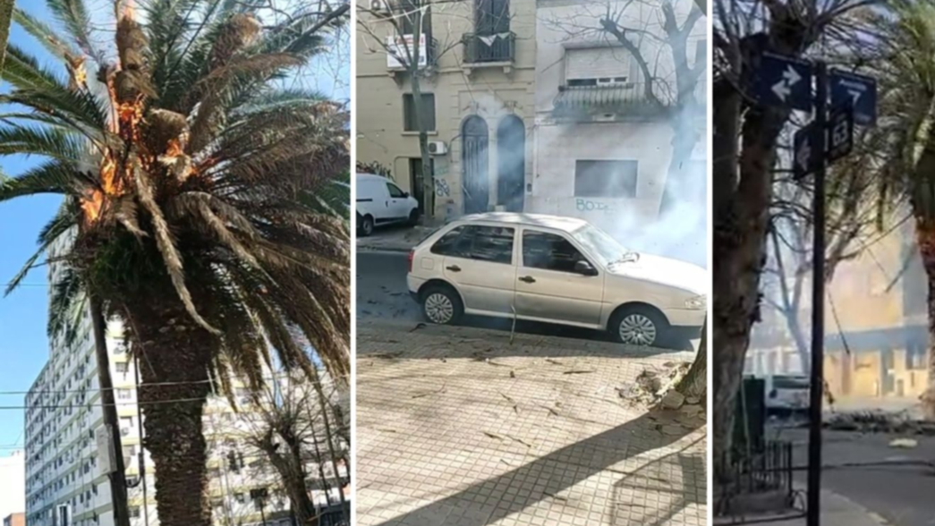 VIDEOS: Un barrio de La Plata en vilo porque se prendió fuego una histórica palmera