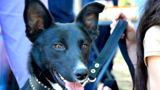 todas las actividades por la semana del animal en varios puntos de la ciudad