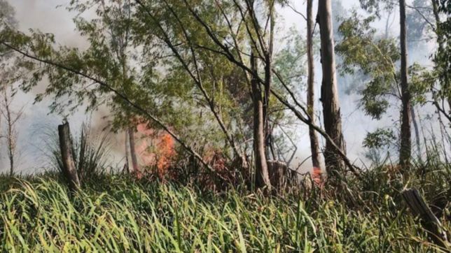video: se prendio fuego una reserva a metros de la autopista la plata - buenos aires