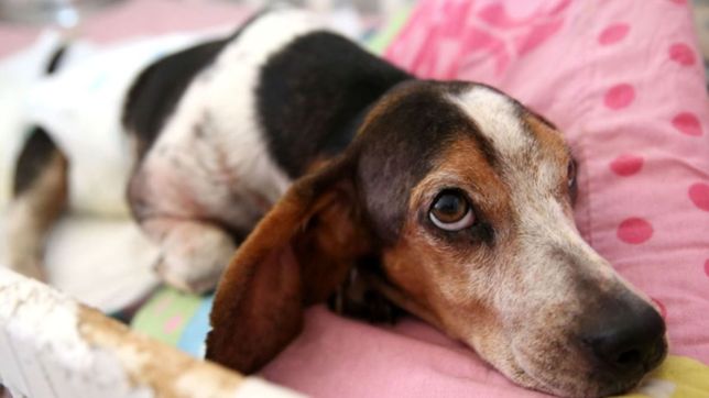 refuerzan la campana ?pirotecnia cero? en la plata para proteger a los animales