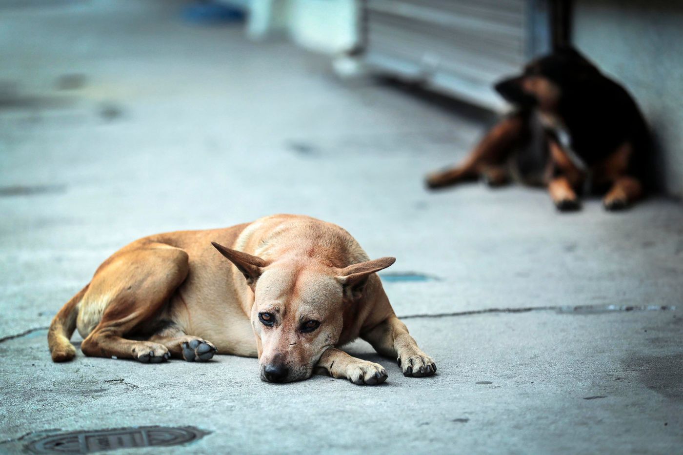 Perros callejeros.jpg