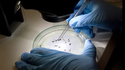Científicos hallaron mutaciones en el mosquito del dengue que lo hacen más resistente a los insecticidas