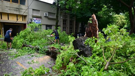 Calles anegadas y árboles caídos: el saldo del temporal de viento y lluvia que azotó La Plata Calles anegadas y árboles caídos: el saldo del temporal de viento y lluvia que azotó La Plata