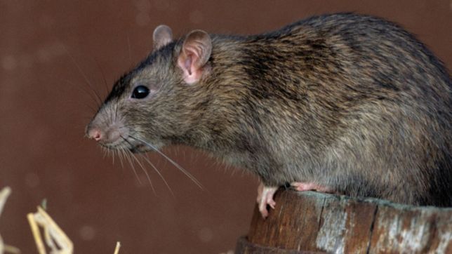 147, el numero para sacarse las dudas con profesionales sobre el hantavirus en la plata