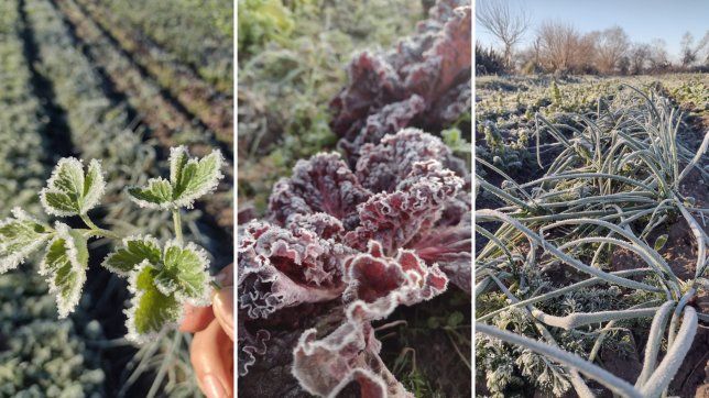la seguidilla de heladas provoco perdidas de hasta un 70% en el cordon frutihorticola