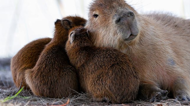 rescataron dos crias de carpincho de una casa que vendia milanesas de capibara