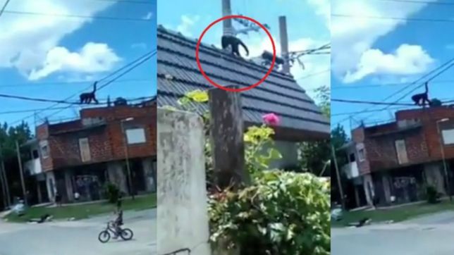 video: asi se paseo el mono suelto en la plata por los cables de ringuelet
