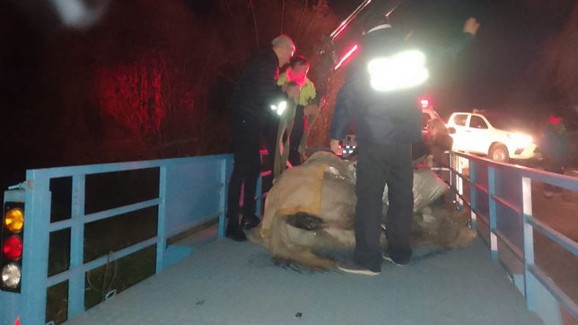 rescataron en berisso a una yegua herida y prenada que se habia caido en la calle