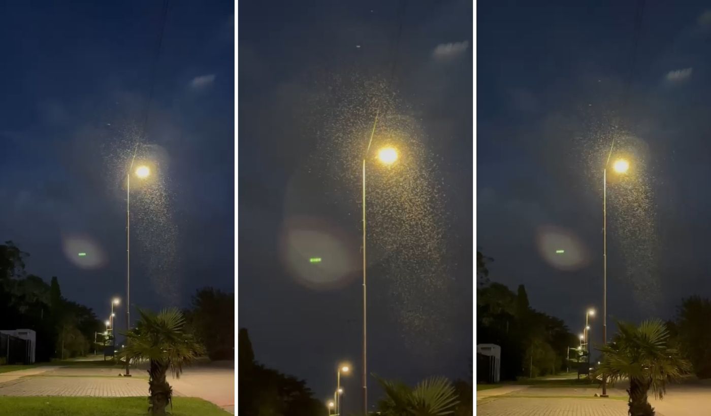 Portada Mosquitos 25-3.jpg