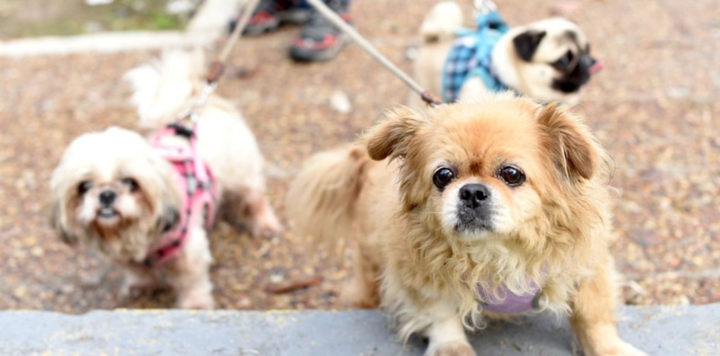 1623708459439.jpg?x=4&y=189&width=1492&height=746&rotate=0&scaleX=1&scaleY=1&ow=1500&oh=996&&cw=1920&ch=950