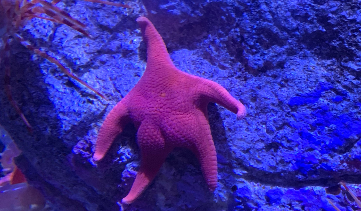 Estrella de mar - Mar Argentino