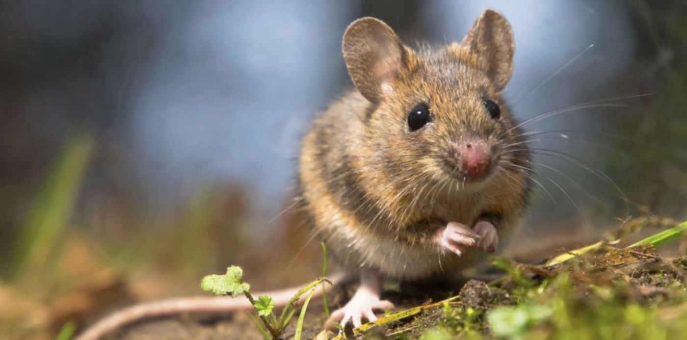 1547791820328.jpg?x=4&y=171&height=746&rotate=0&scaleY=1&ow=1500&width=1492&scaleX=1&oh=1123&&cw=1920&ch=950