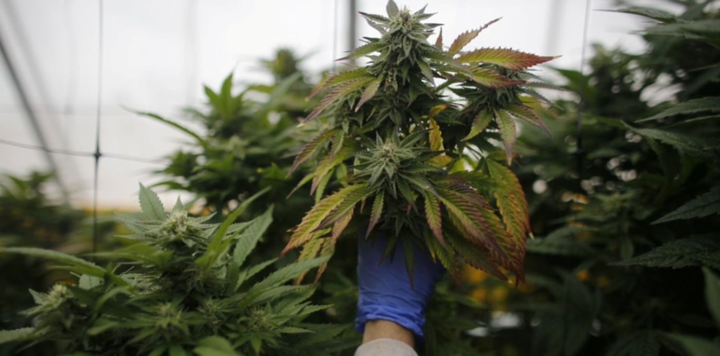 cannabis