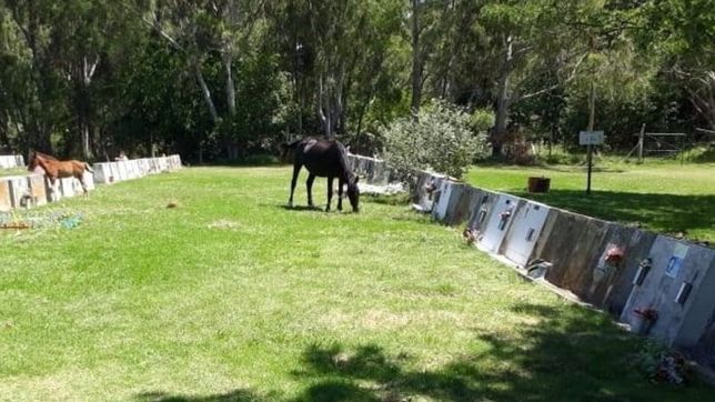 aparecieron caballos pastando en el cementerio de berisso y apuntaron contra cagliardi