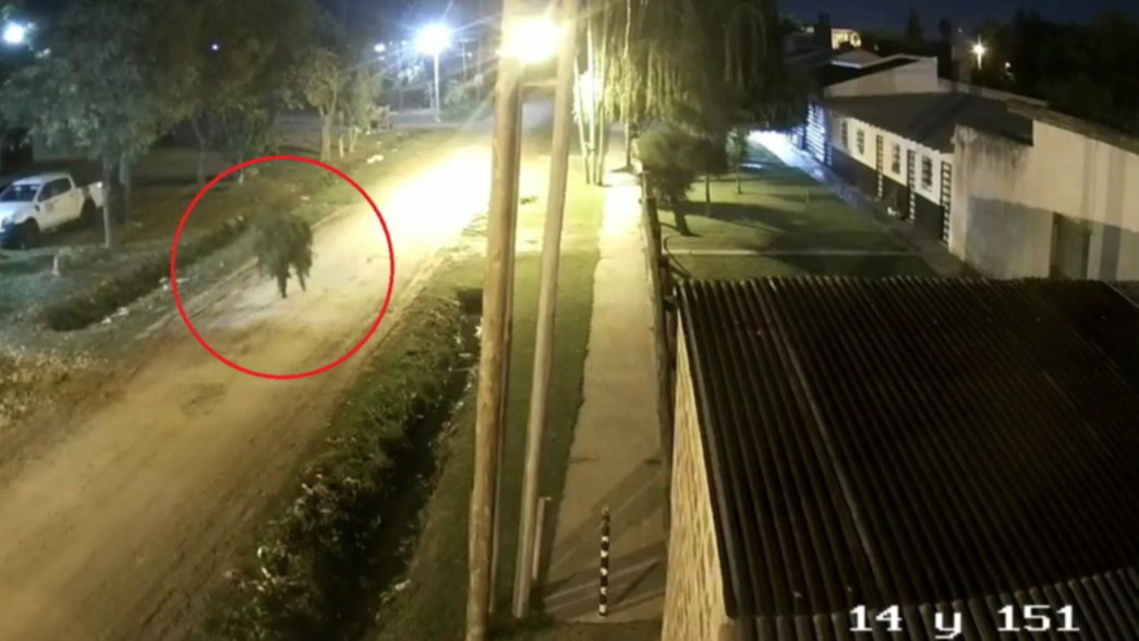 VIDEO: Con la planta de marihuana al hombro, así escapó el homicida de Berisso