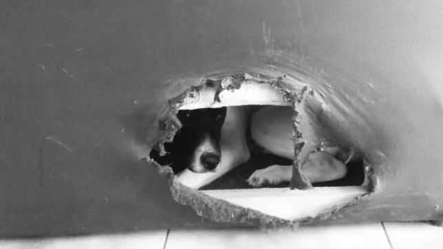 las divertidas fotos de las travesuras de las mascotas platenses y sus yo no fui