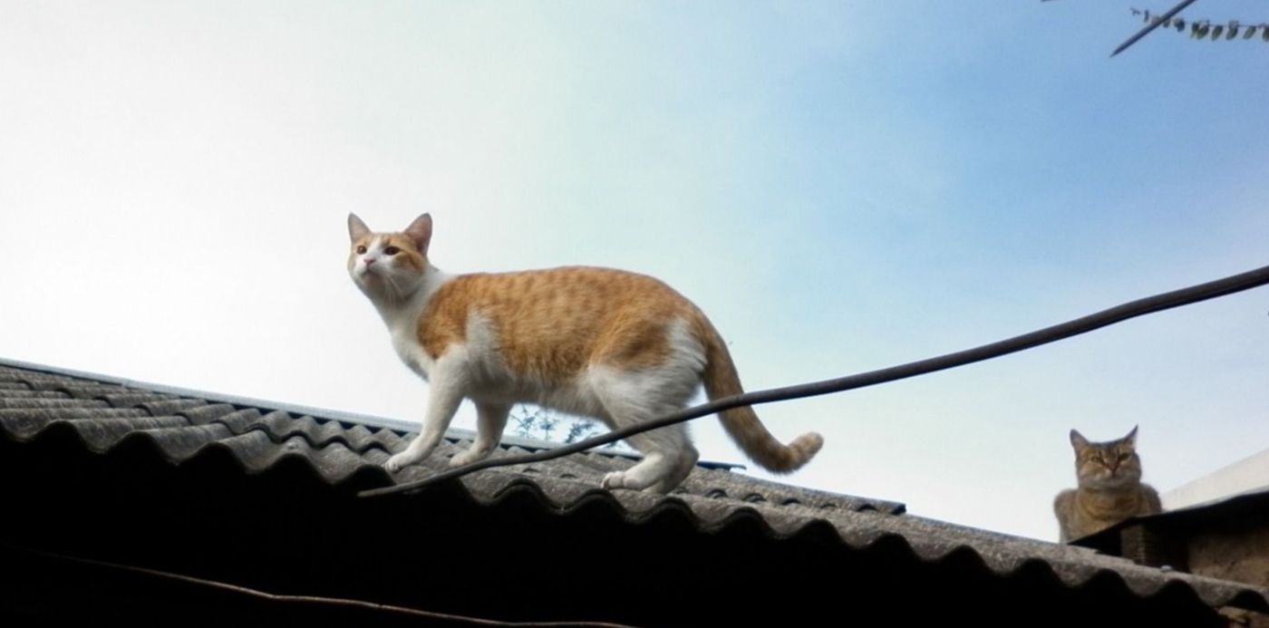 1592911458687.jpg?x=17&y=269&width=1466&height=733&rotate=0&scaleX=1&scaleY=1&ow=1500&oh=1047&&cw=1920&ch=950