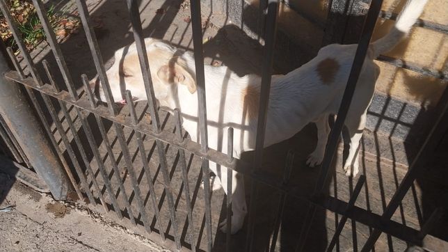 rescataron a un perro desnutrido en berisso y detuvieron al dueno