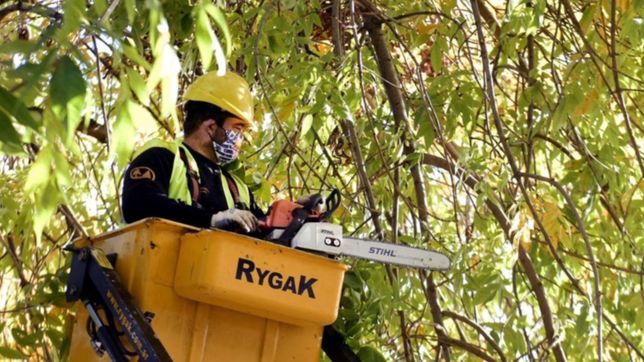 comenzo la temporada de poda en la plata y los camiones municipales ya estan en las calles