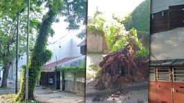 se cayo un arbol, arrastro cables y dejo a una barrio de la plata sin luz