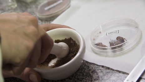 Producción de harina de grillo en la UNLP (1).jpg
