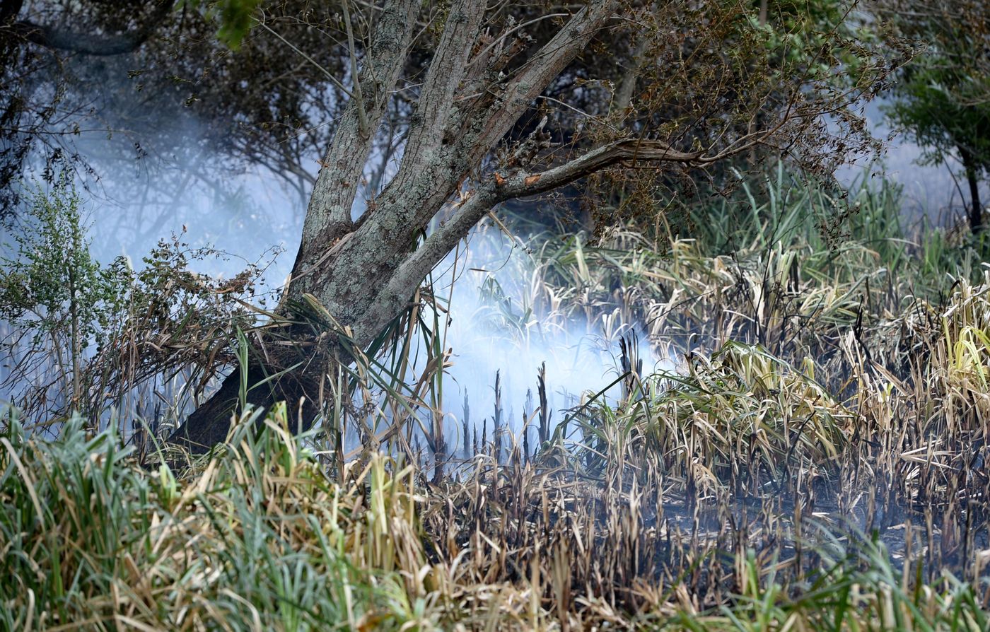 Incendios en Reserva Punta Lara Reserva Natural 27 (1).jpg