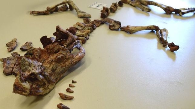 cientificas del conicet reconstruyen el esqueleto de un cocodrilo que vivio hace 225 millones de anos