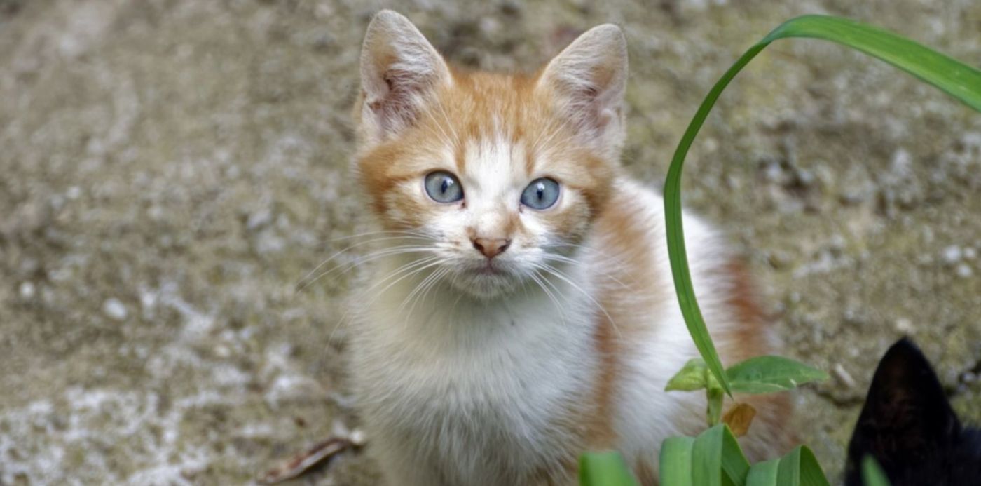 1636210186739.jpg?x=7&y=87&width=1486&height=743&rotate=0&scaleX=1&scaleY=1&ow=1500&oh=1000&&cw=1920&ch=950