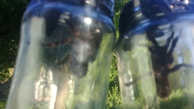 despues del cocodrilo y una enorme vibora, encontraron dos tarantulas en un merendero