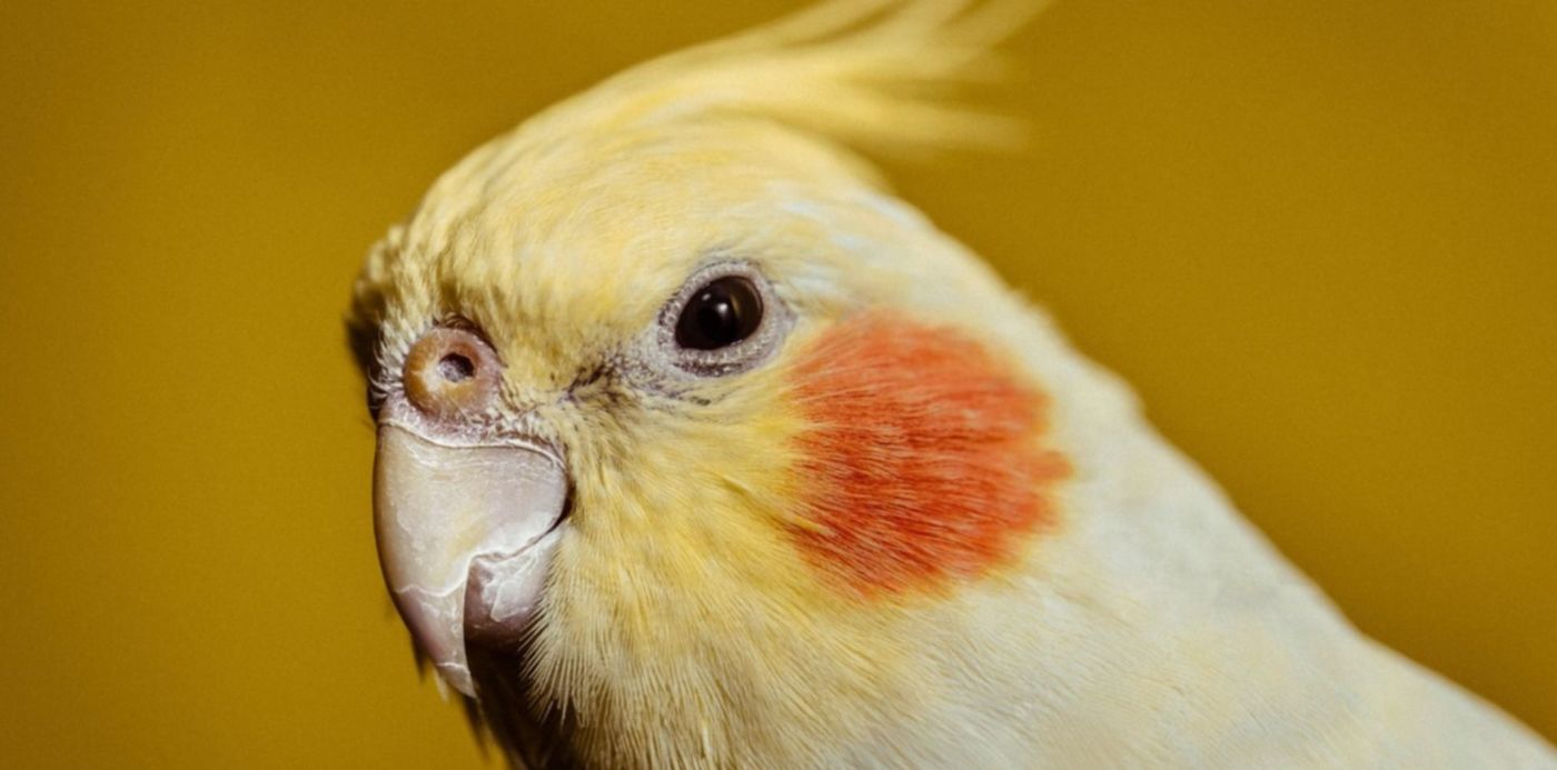 1575470487349.jpg?width=1492&scaleX=1&scaleY=1&ow=1500&y=80&height=746&rotate=0&oh=843&x=1&&cw=1920&ch=950