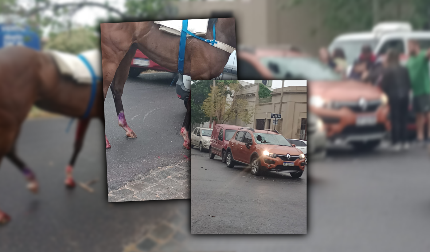 tapa caballo herido barrio hipódromo de La Plata.png