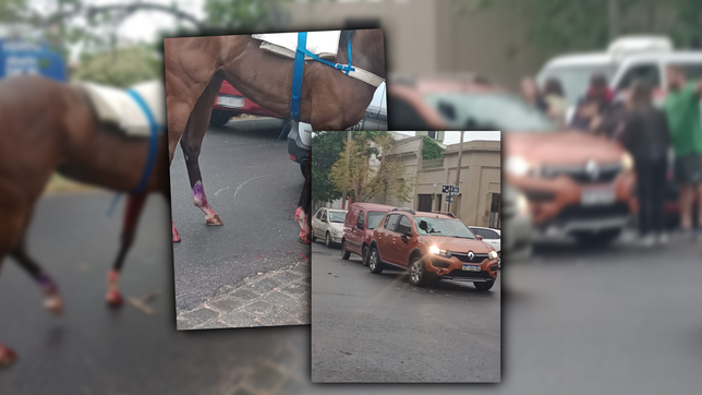 una camioneta choco un caballo suelto en barrio hipodromo
