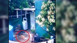 un vecino le mato a su gato de un tiro y la amenazo de muerte
