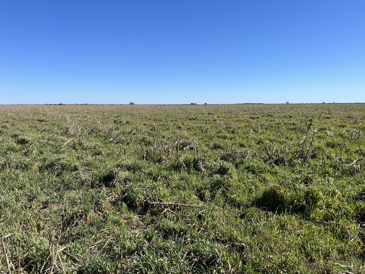 Campo
