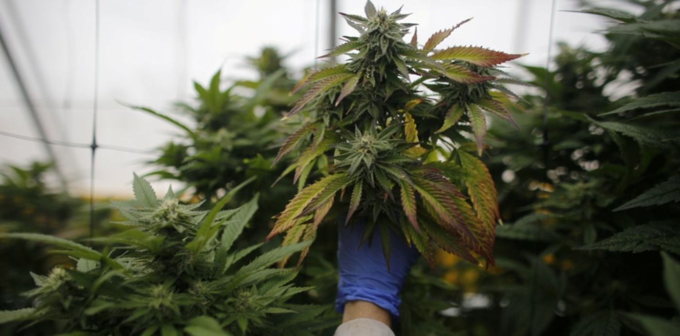 1637874139259.jpg?x=7&y=34&width=1485&height=742&rotate=0&scaleX=1&scaleY=1&ow=1499&oh=1000&&cw=1920&ch=950