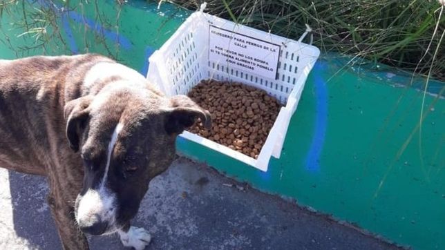 comederos de plastico: la movida solidaria para alimentar a los perros de la calle