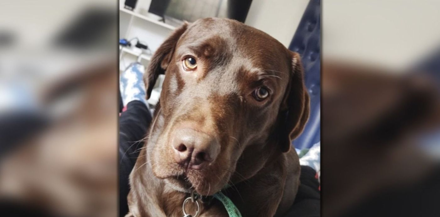 1656355682944.jpg?x=21&y=10&width=1459&height=730&rotate=0&scaleX=1&scaleY=1&ow=1500&oh=742&&cw=1920&ch=950