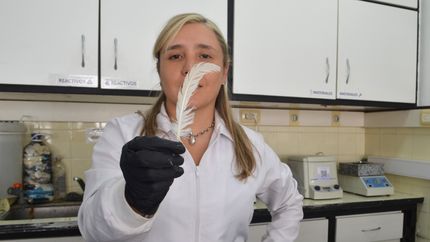 Científicas de la UNLP desarrollan esponjas con plumas de gallinas