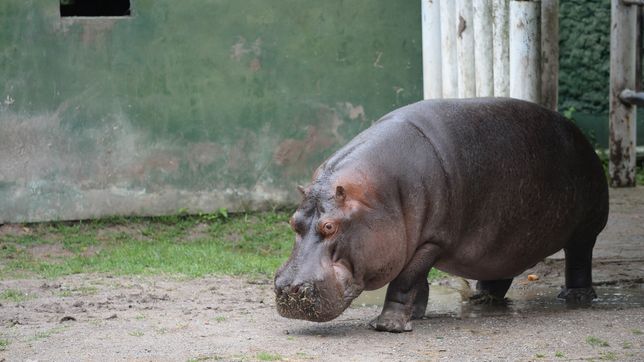 revelan cuales fueron las causas de la muerte de hipolito, el hipopotamo del ex zoologico de la plata