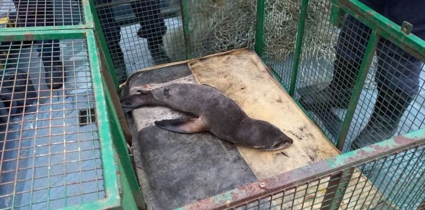 Lobo marino Punta Lara