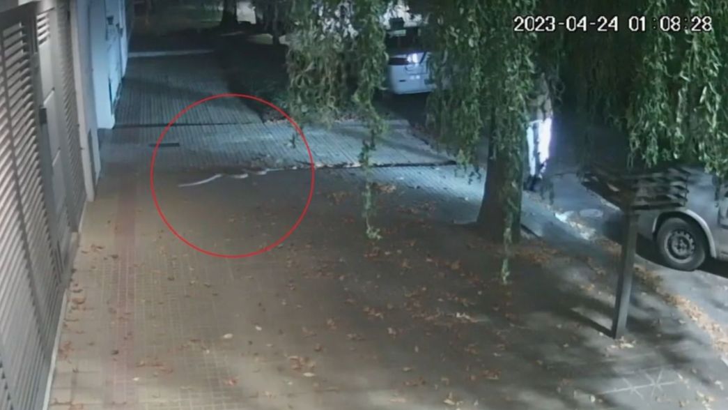 VIDEO: Así encontraron a la pitón que intentó meterse en un edificio de La Plata