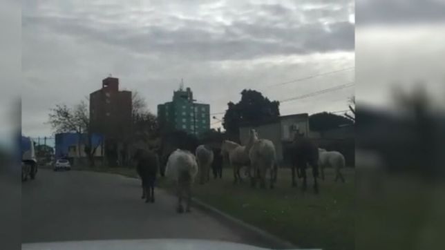 video: una tropilla de caballos sueltos sorprendio a los vecinos en la plata