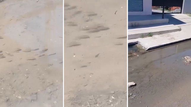 en villa elvira grabaron un cardumen nadando en la puerta de una casa