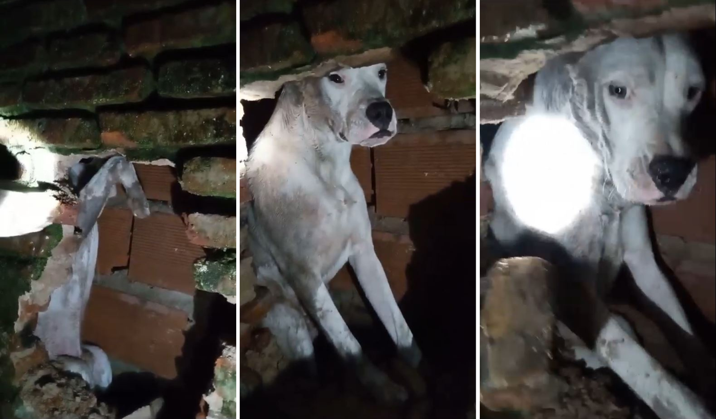 Diseño sin título (1) (1).png