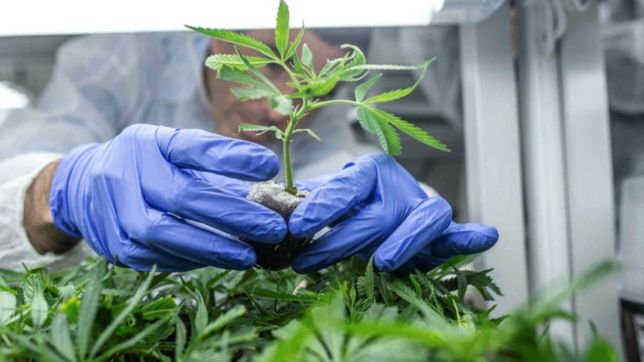 ¿cuantas plantas de marihuana se podran tener y donde se podra cultivar?