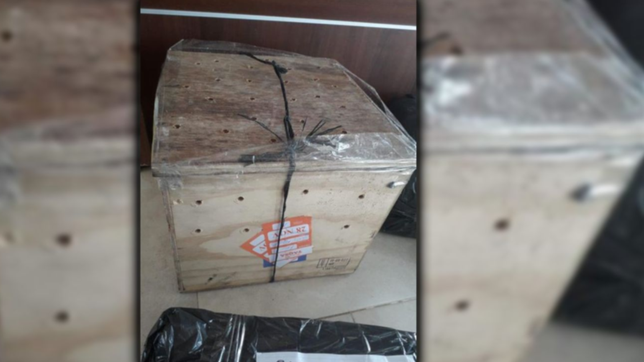 insolito: enviaron a un gato por encomienda y estuvo encerrado en una caja por 12 horas