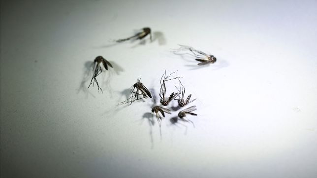 aumentaron un 33% los casos de dengue en la plata y ya hay 2.375